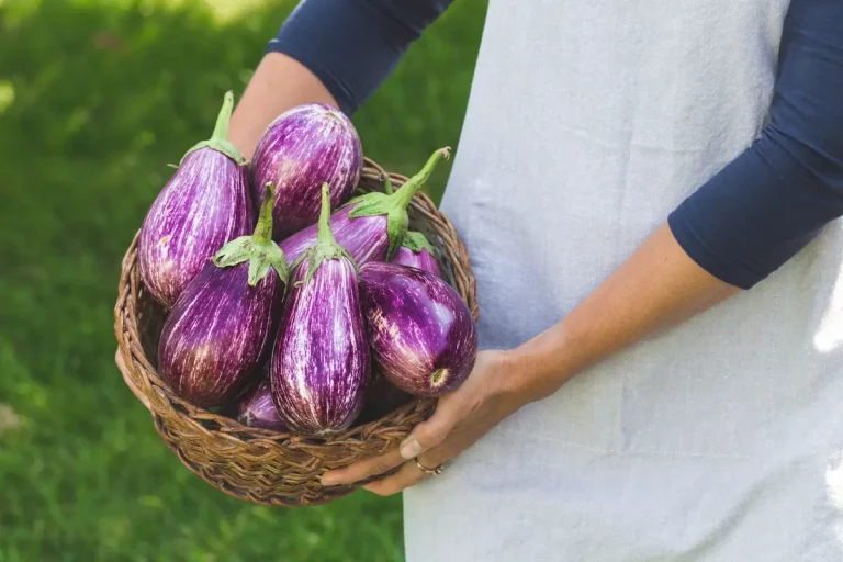 Repérer la saison des aubergines et mieux en profiter