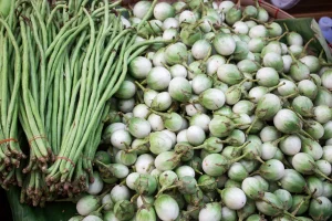 bulbes de fenouil marché