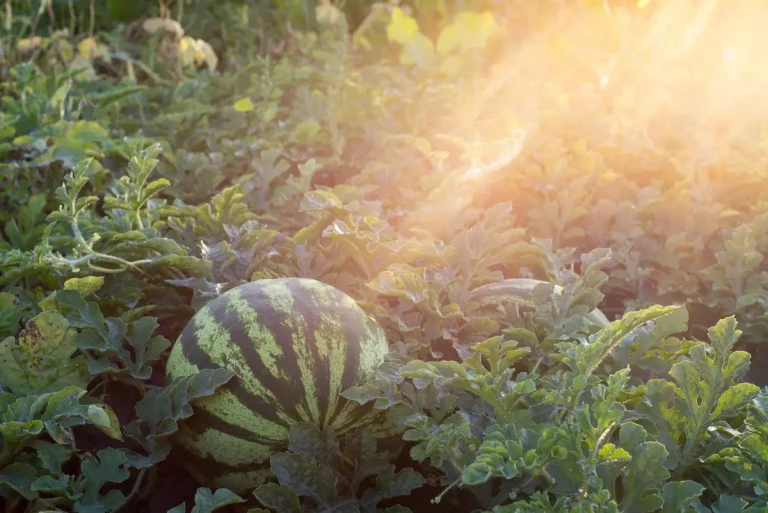 Repérer la saison des melons et en profiter au maximum