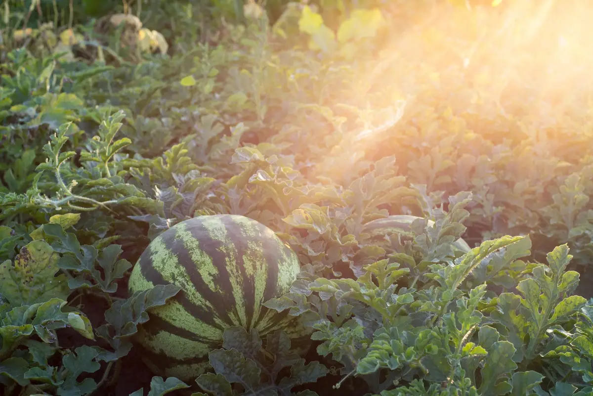 Repérer la saison des melons et en profiter au maximum