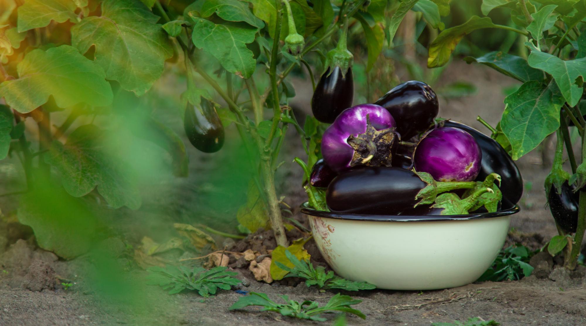 Quand commence vraiment la saison des aubergines ?