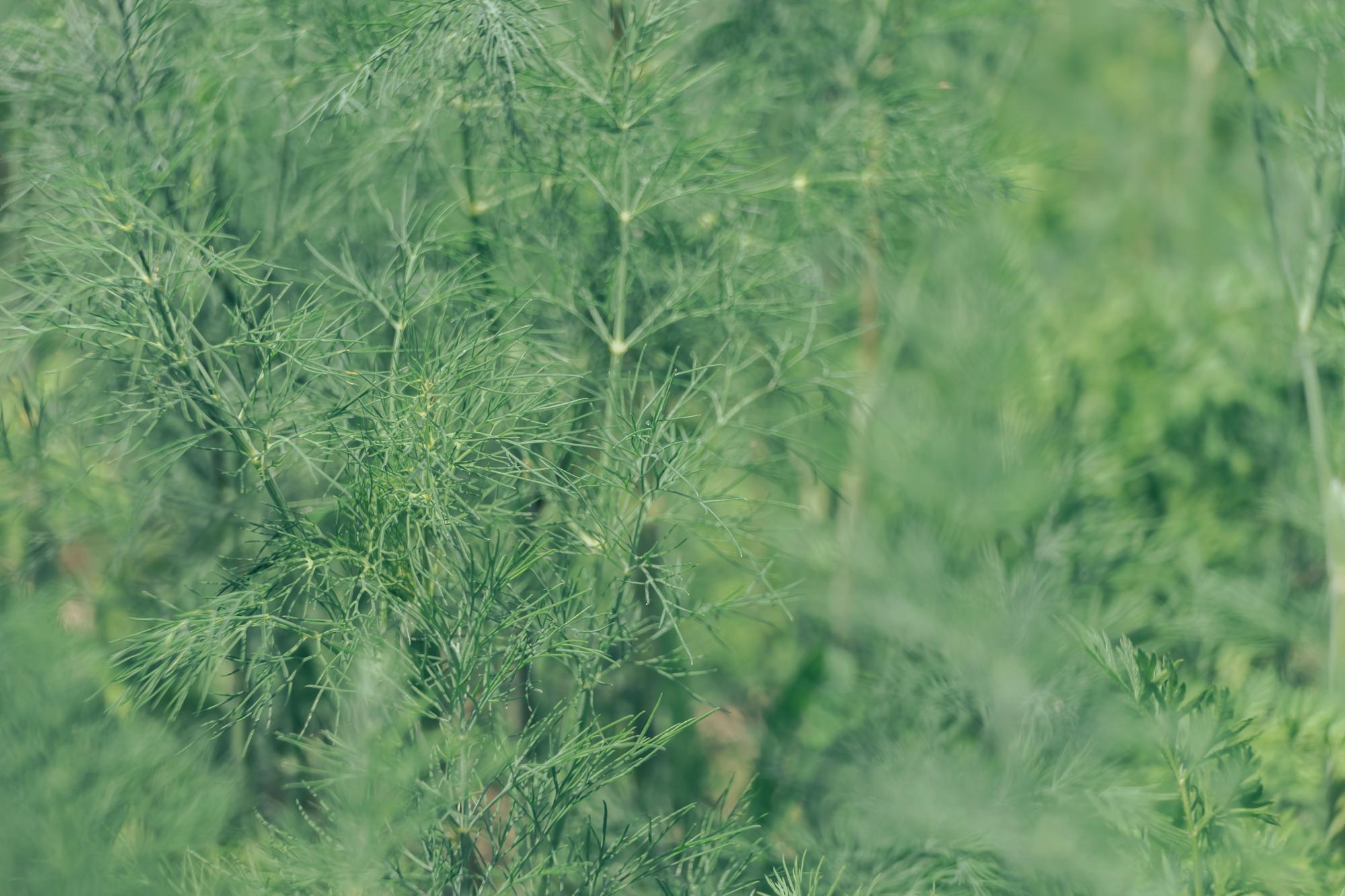 Quand le fenouil est-il vraiment de saison ?