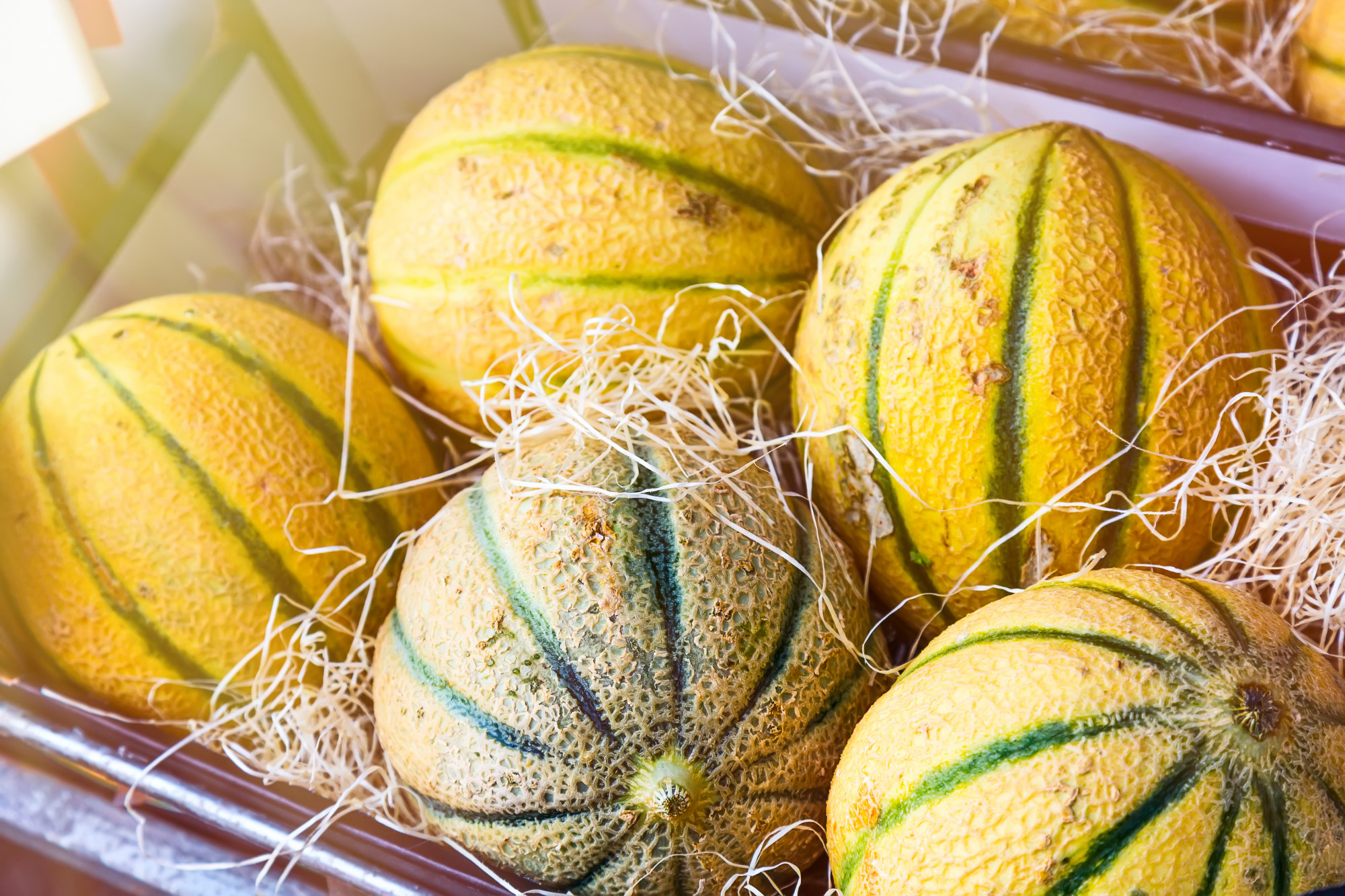 Quand commence vraiment la saison des melons ?