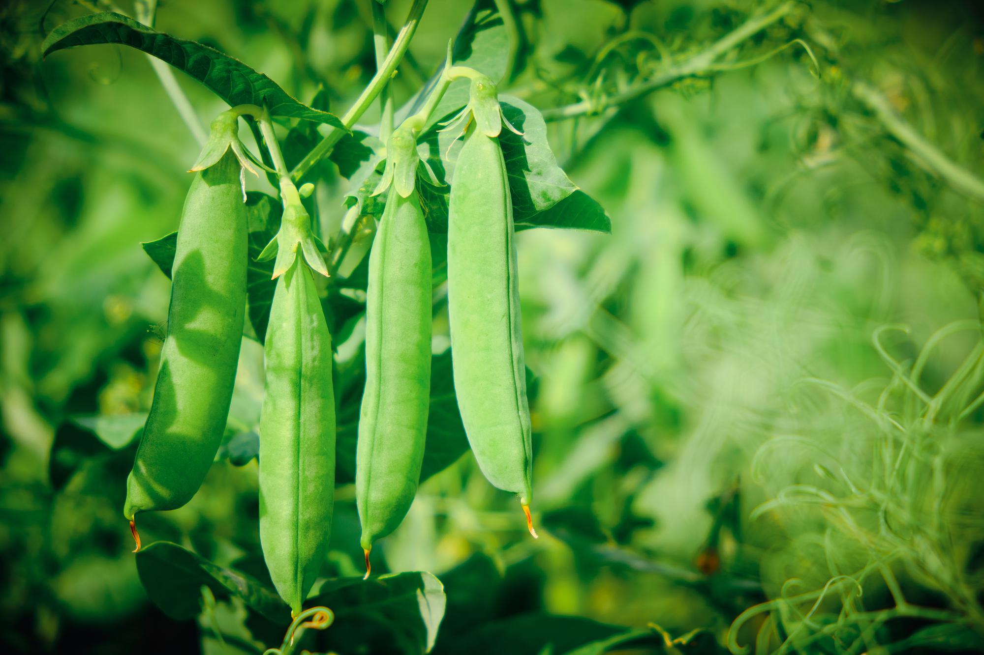 FAQ – Vos questions sur le légume du mois de mai