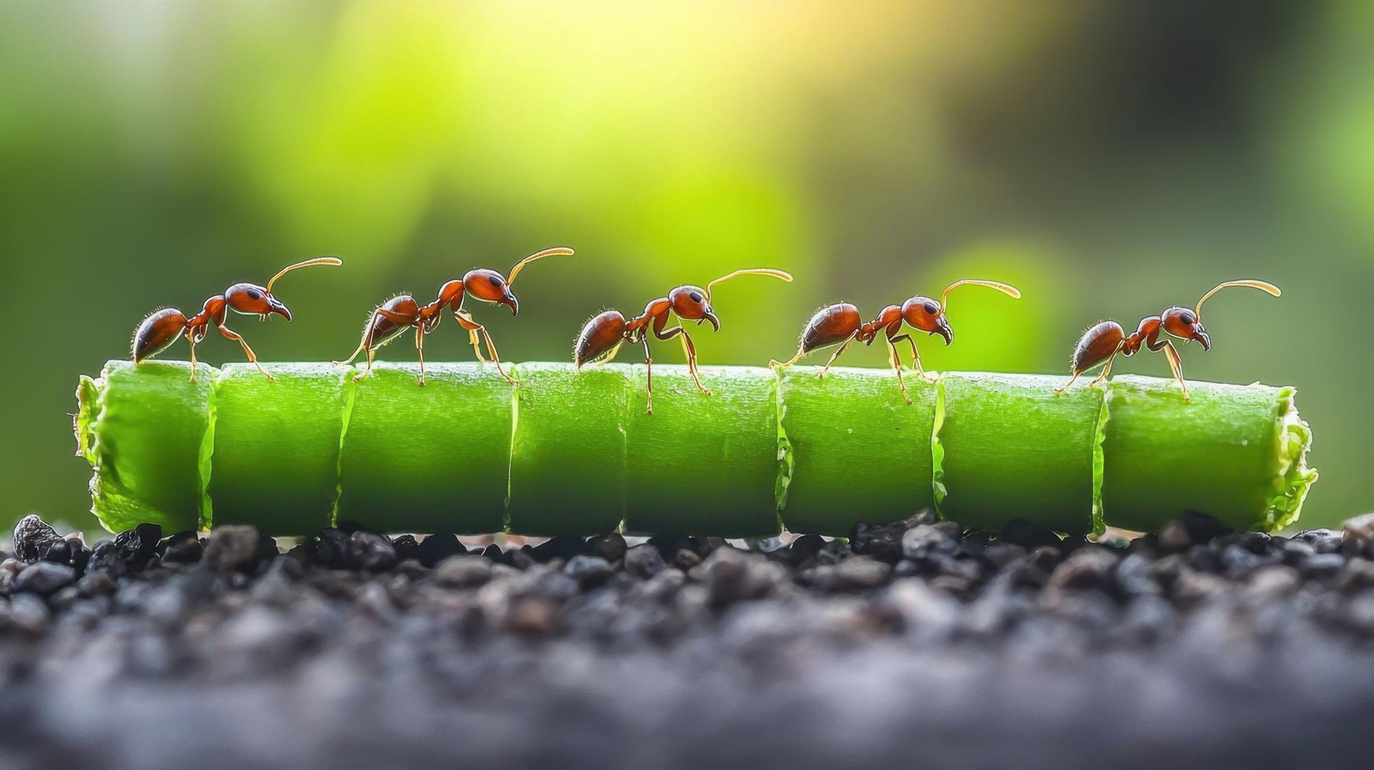 Traiter les fourmis dans le jardin sans massacrer la biodiversité