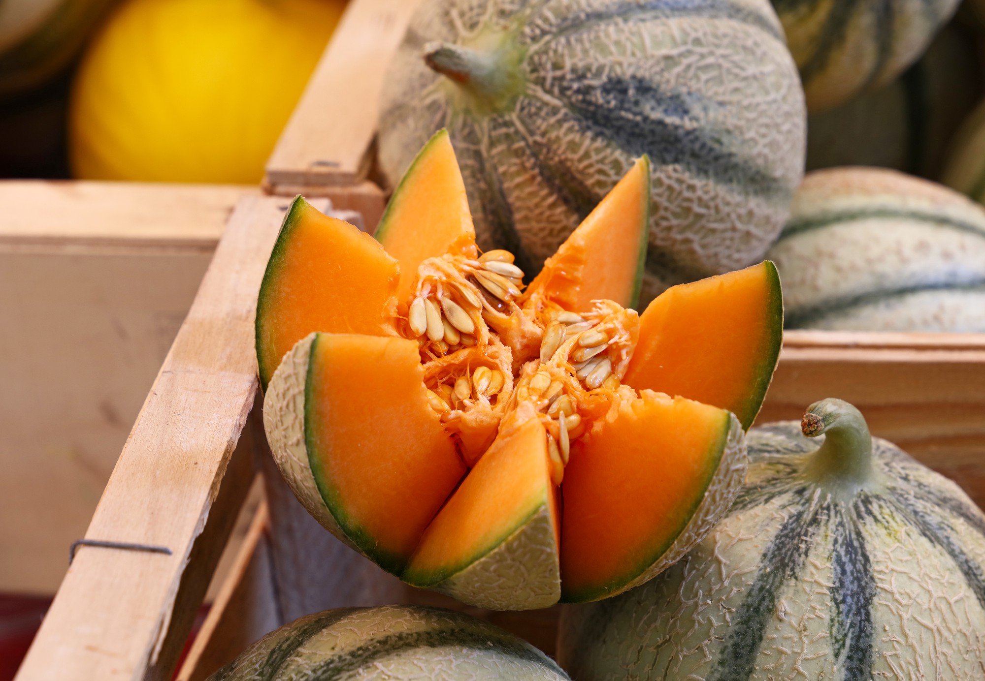 FAQ sur la saison des melons