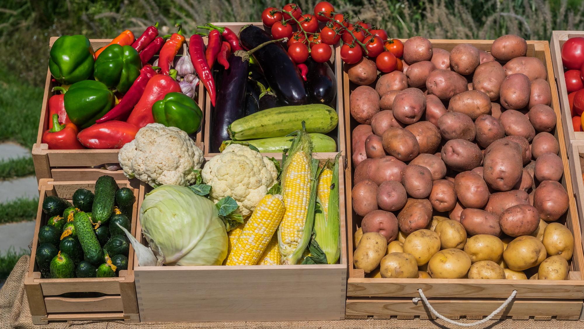 FAQ : haricots verts, saison et questions fréquentes