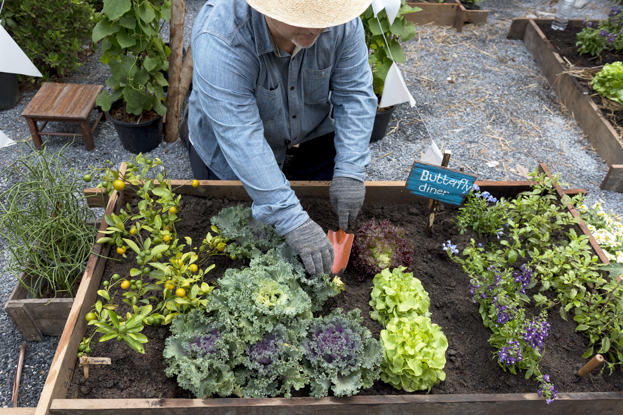 Que planter en mars au potager ?