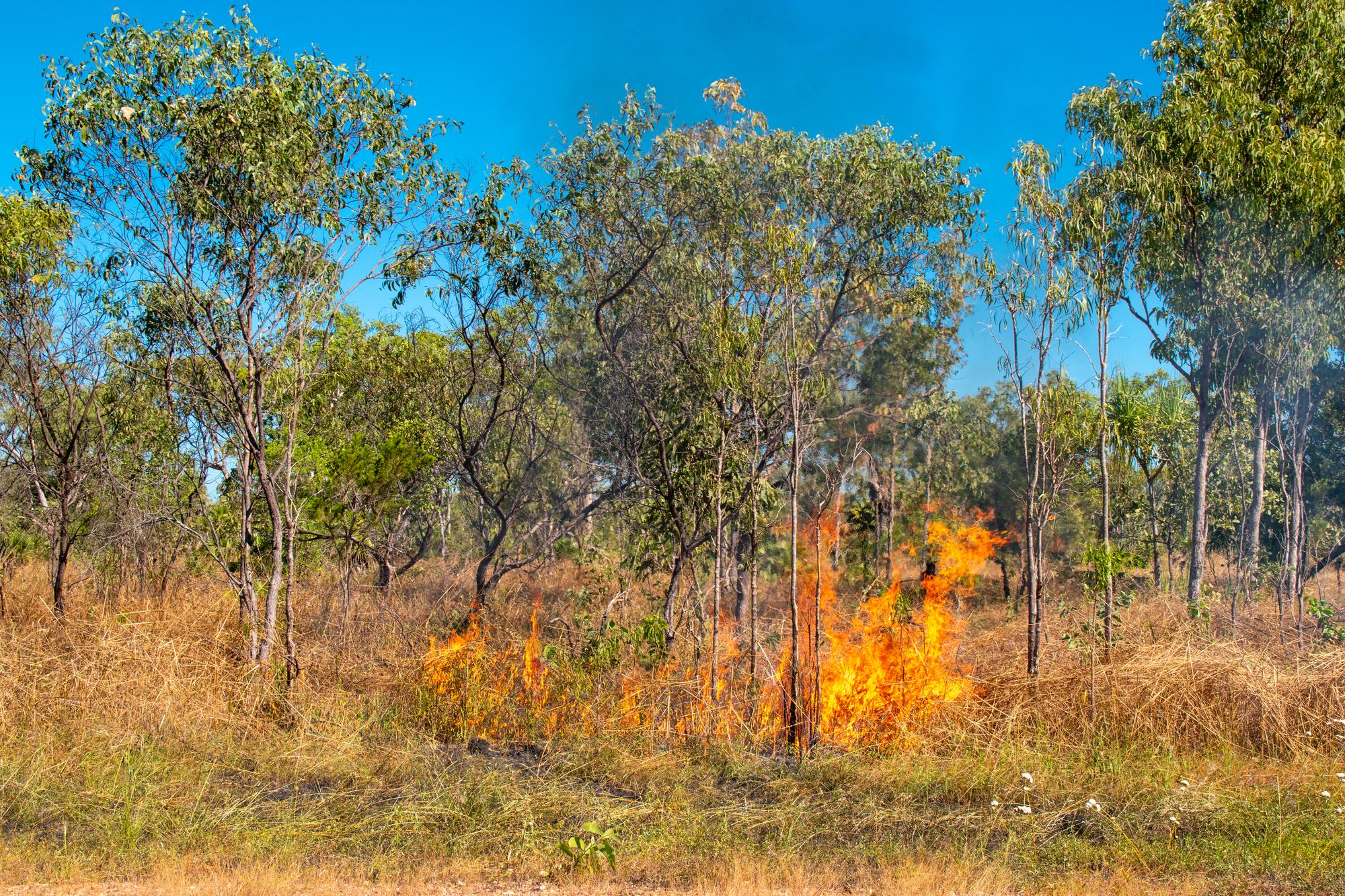 Feu de forêt en Australie : pourquoi les incendies y sont-ils si extrêmes ?