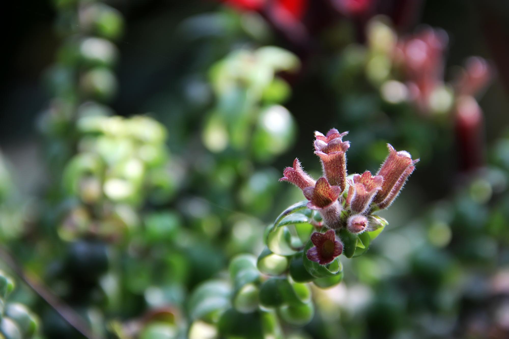 FAQ rapide sur le marc de café pour les plantes