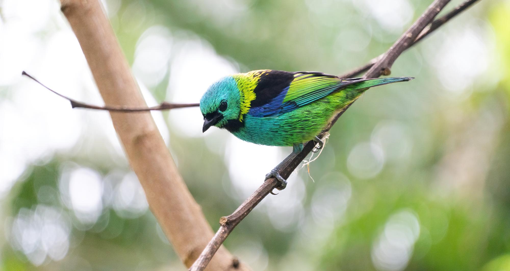 Oiseaux verts et biodiversité : quel impact en France ?