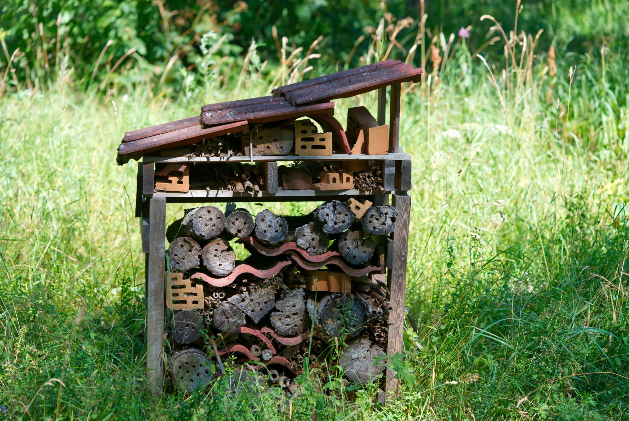 Composteur et rat : ce qui se passe vraiment dans votre jardin
