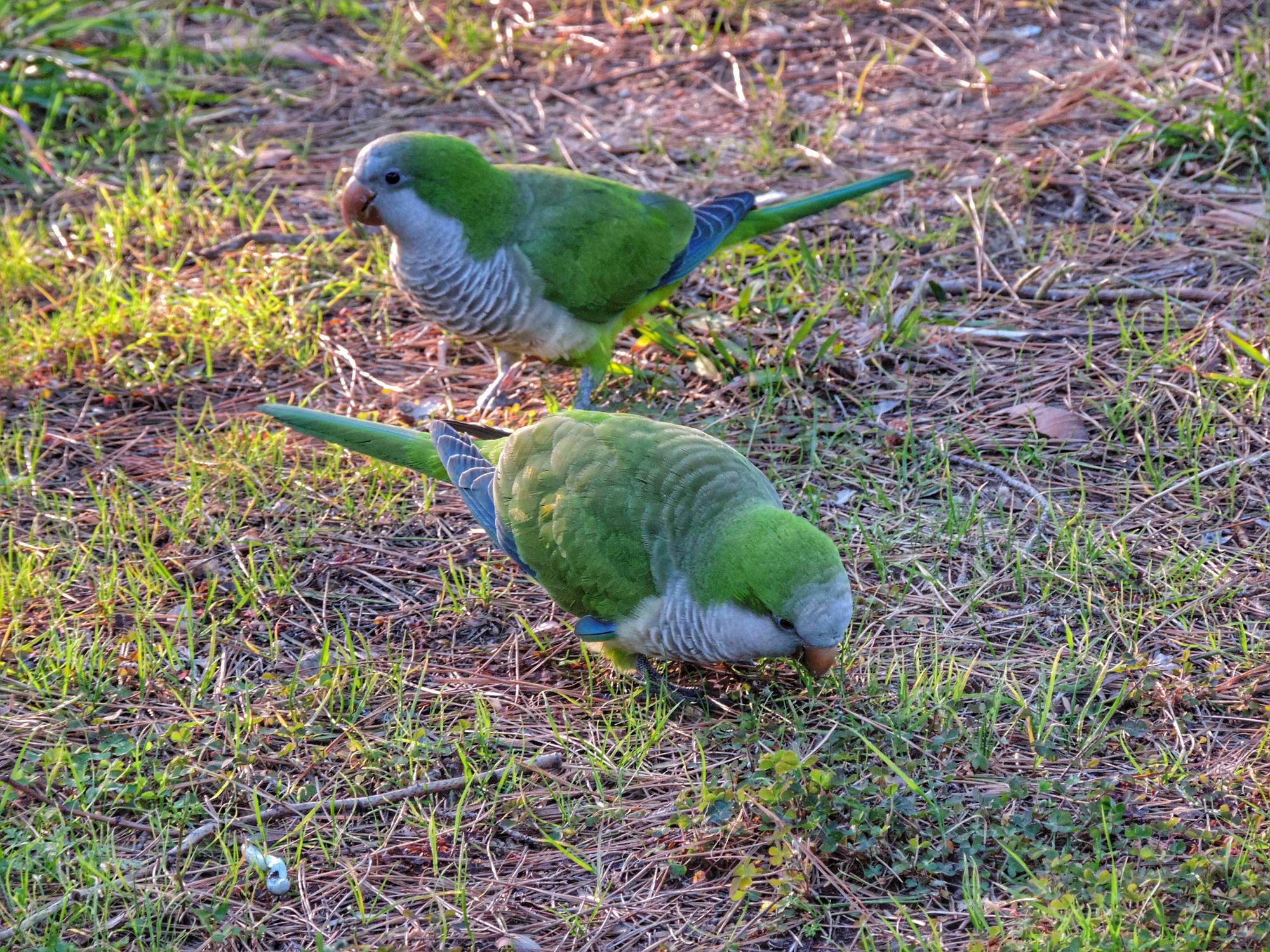 FAQ : oiseaux verts en France