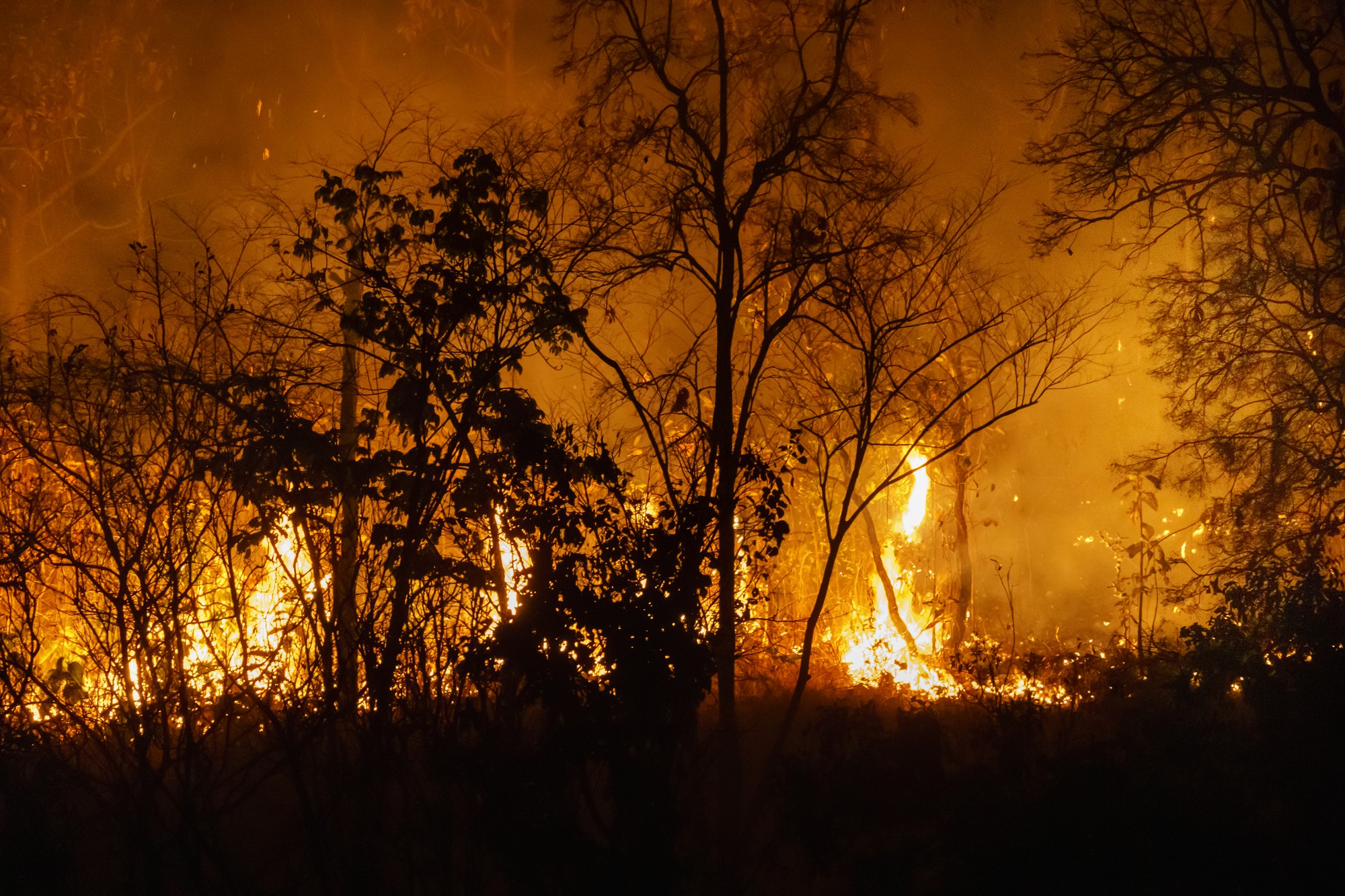 Qu’est-ce qu’un feu de forêt, exactement ?