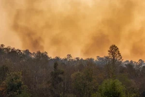 forest fire smoke
