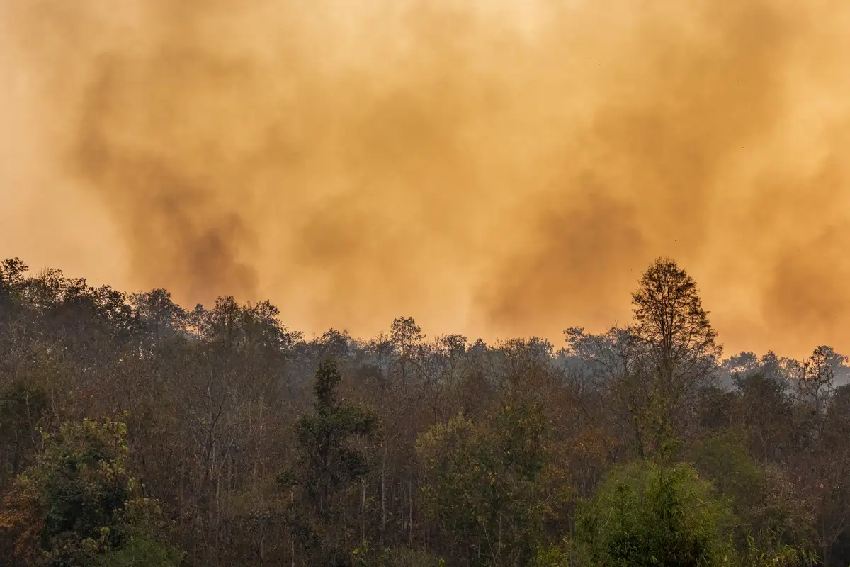 Comment réagir face à un feu de forêt sans paniquer