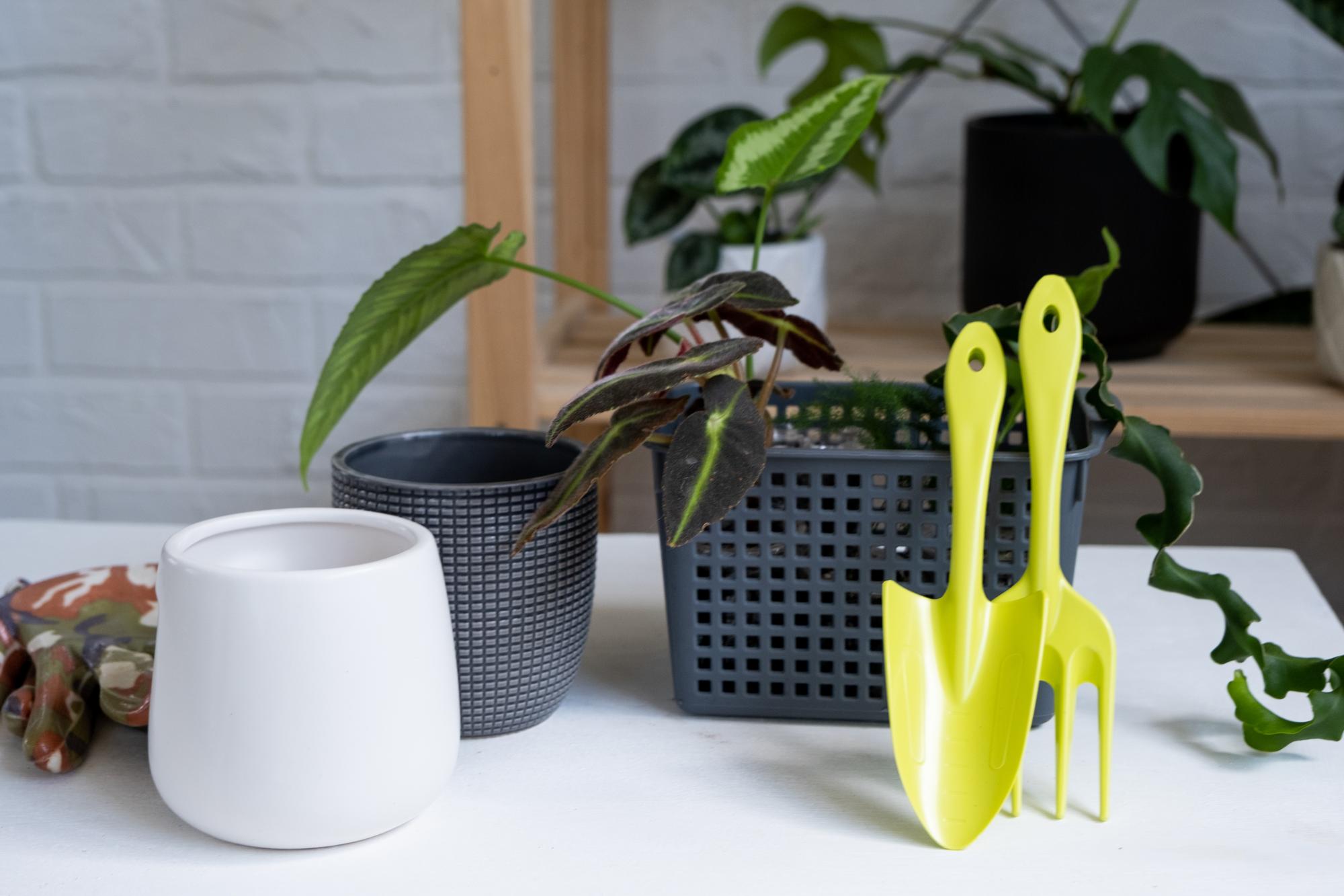 FAQ – Bouturer et entretenir un philodendron
