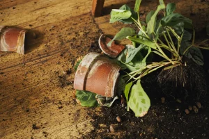 marc de café plantes potager
