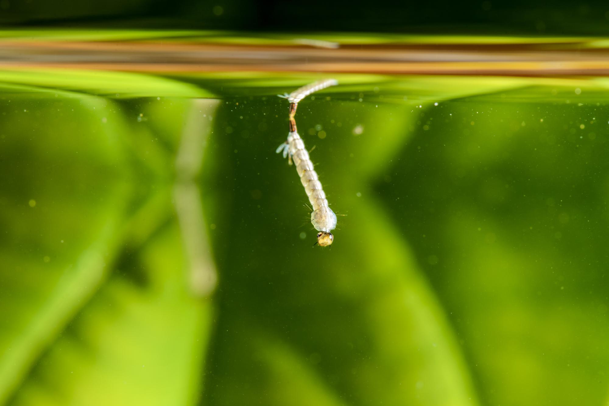Les moustiques, un maillon sous-estimé de la chaîne alimentaire