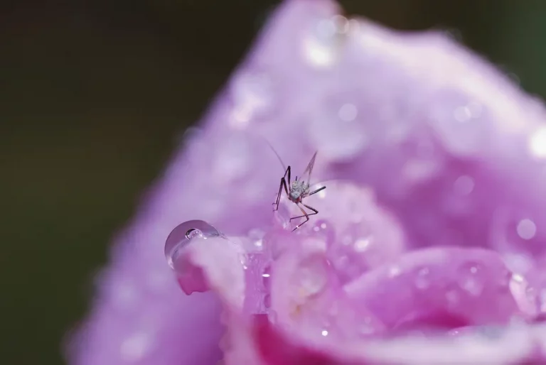 Comprendre à quoi servent les moustiques dans la nature