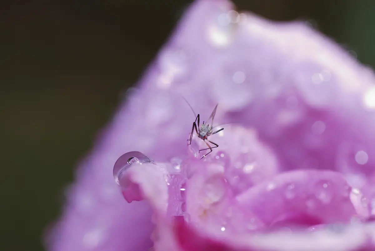 Comprendre à quoi servent les moustiques dans la nature