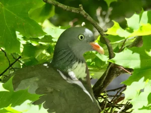 oiseau vert jardin