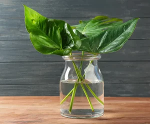 philodendron bouture eau
