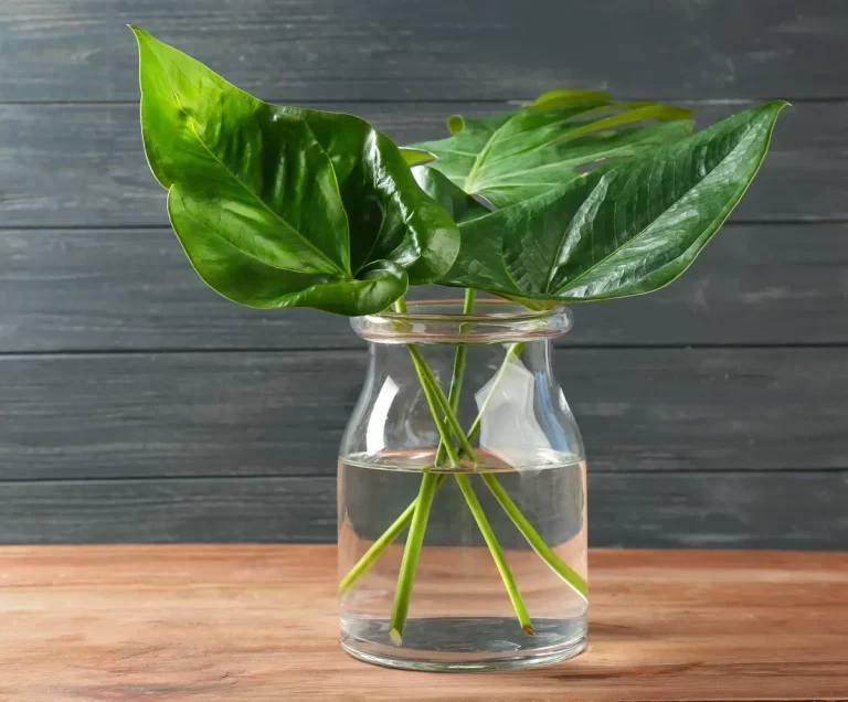 Réussir une bouture de philodendron sans le fragiliser