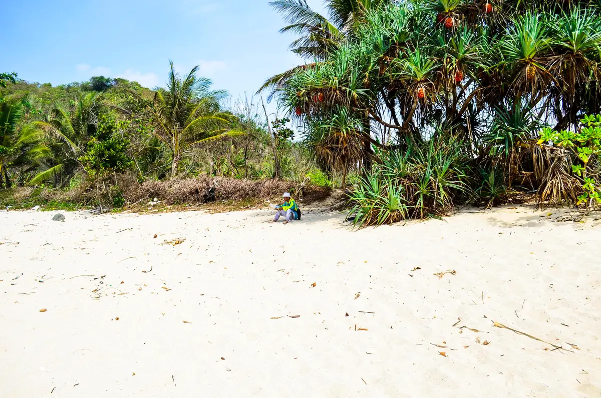 Comprendre les algues en Guadeloupe pour mieux agir