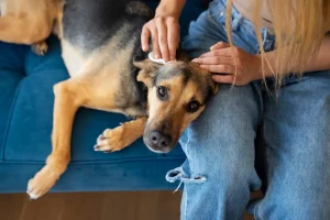 puces maison chien