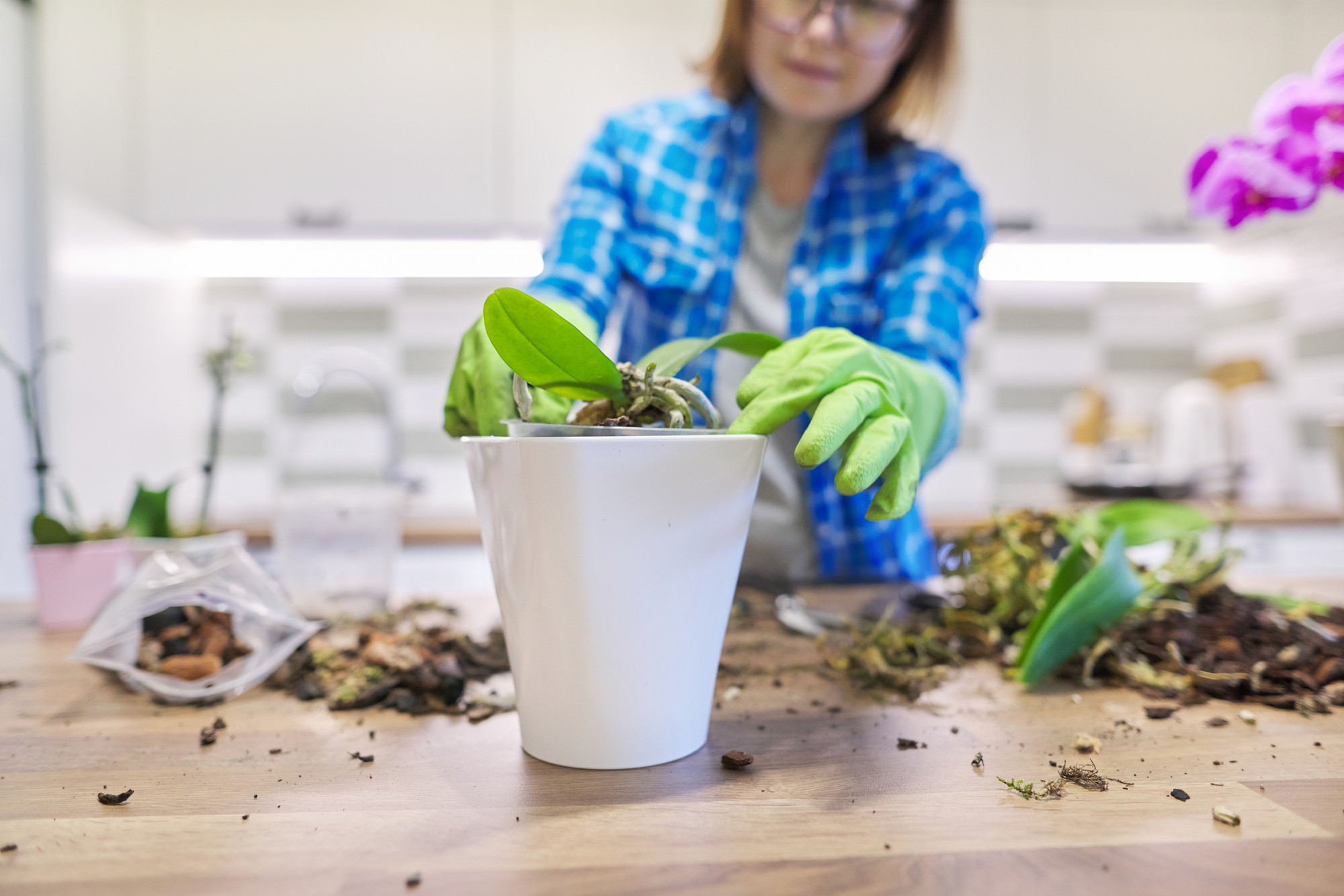 Quand et comment rempoter la bouture en pot définitif