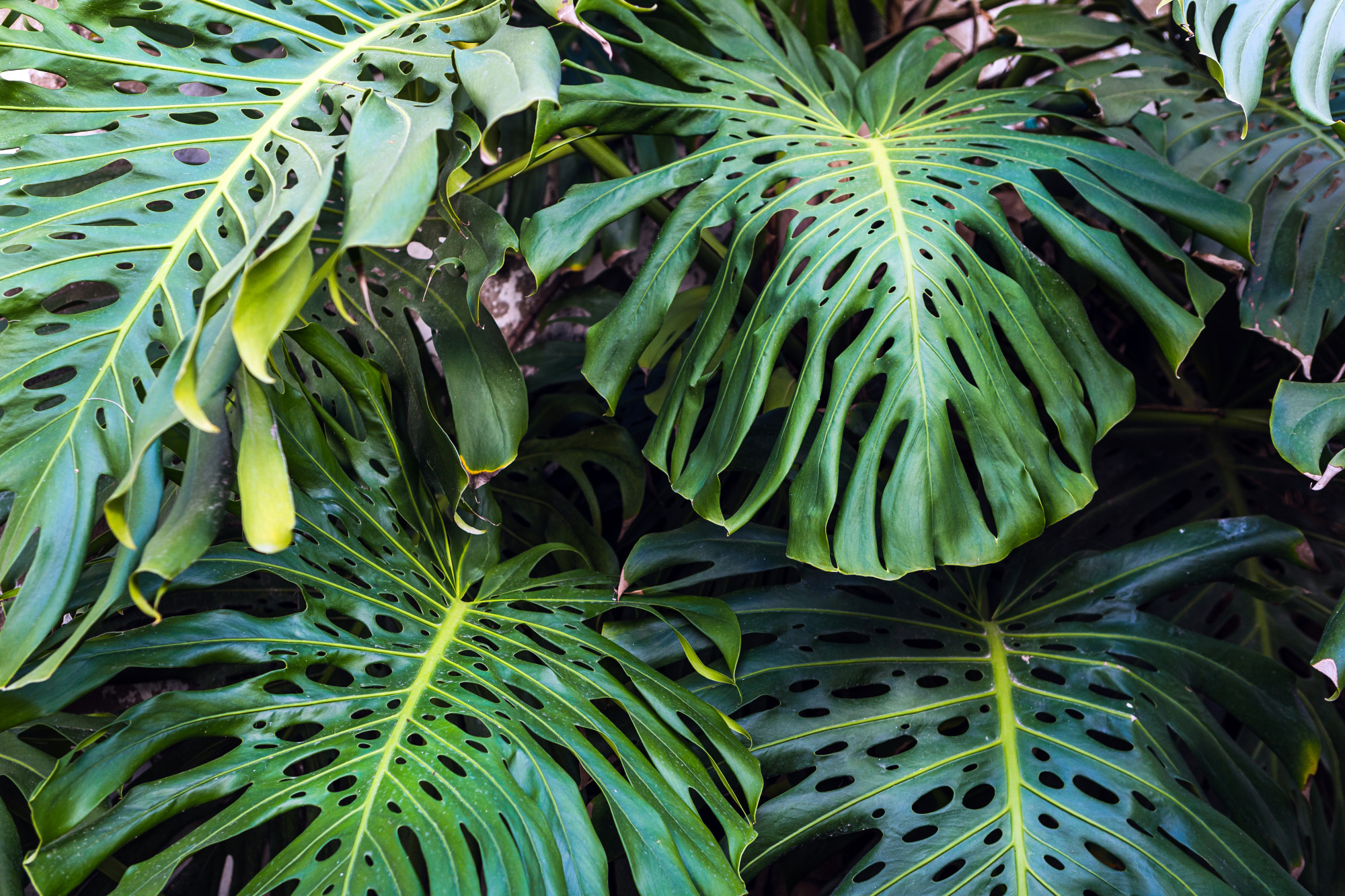 Comprendre le philodendron pour mieux le bouturer