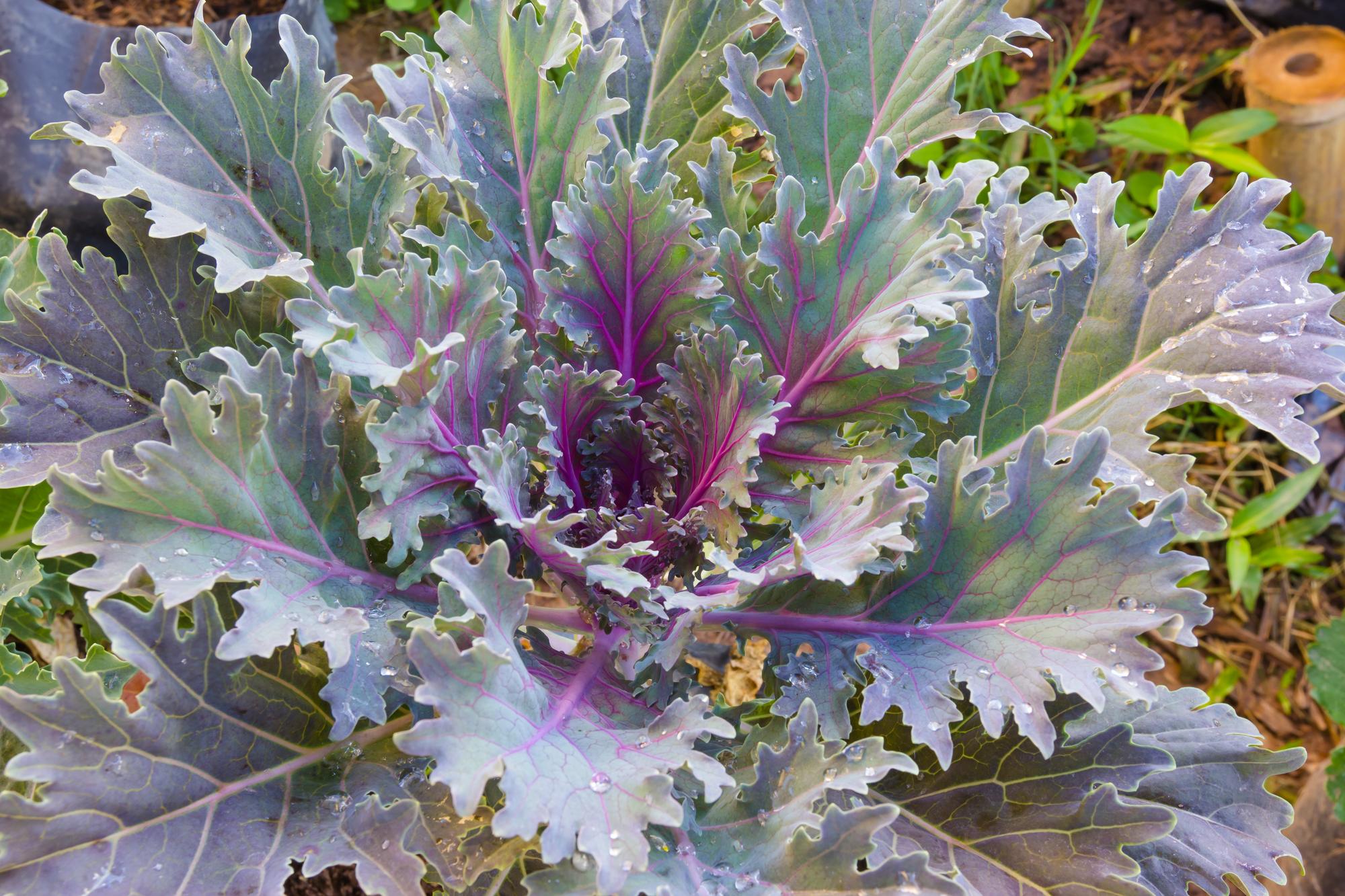 Endive, chicon, légume d’hiver malin : pourquoi la garder au menu