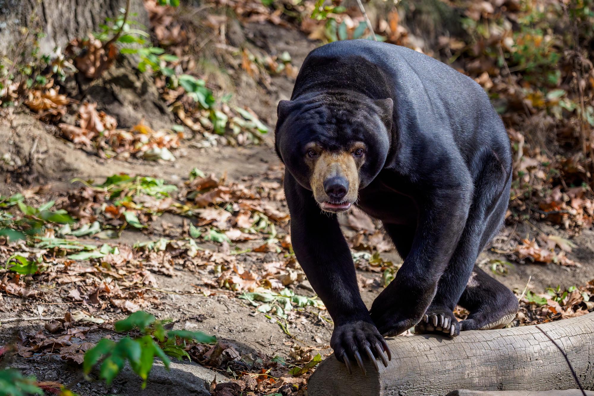 Qui est vraiment l’ours noir d’Asie ?