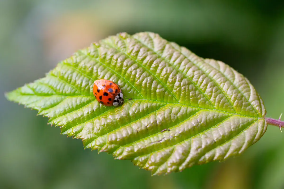Coccinelle, auxiliaire naturel du jardin