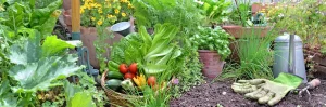 Potager de légumes au jardin