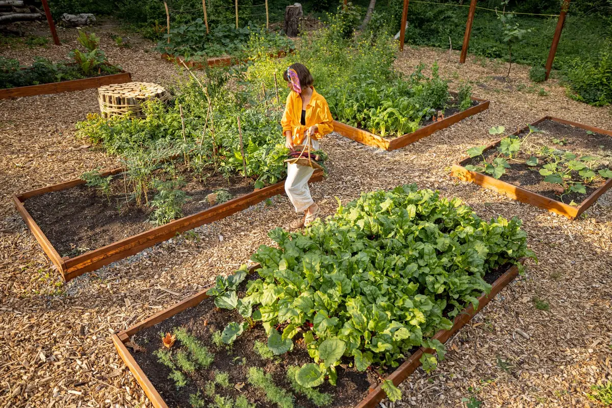 Potager en permaculture