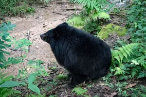 asiatic black bear forest