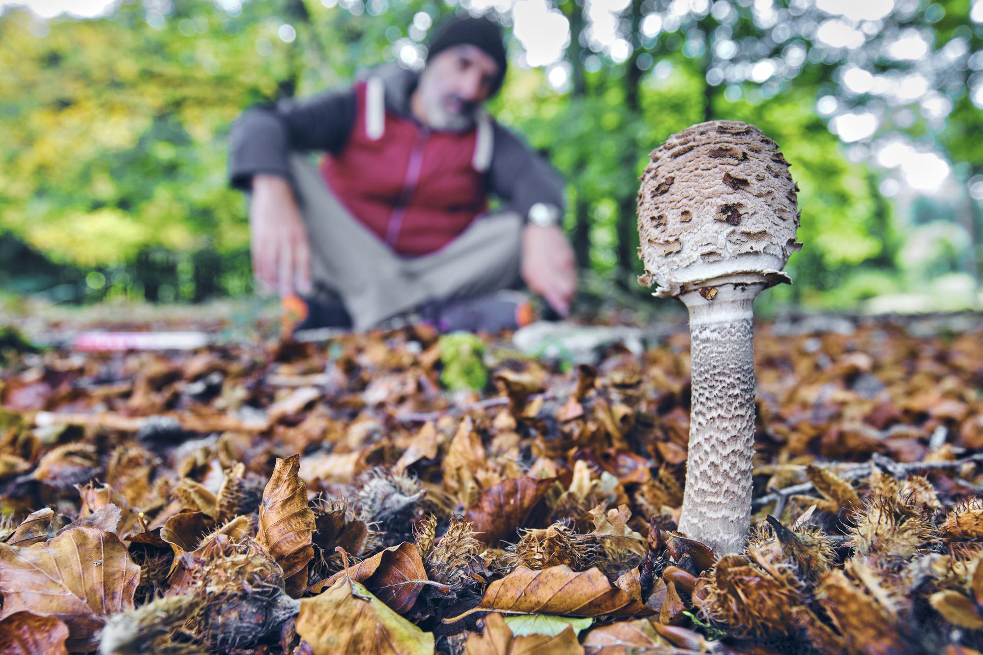 Reconnaître le mousseron d’automne sans le confondre