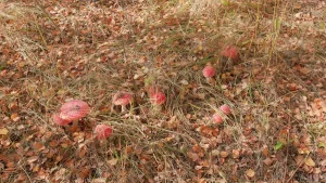 mousseron automne prairie
