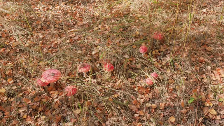 Cuisiner le mousseron d’automne sans se tromper