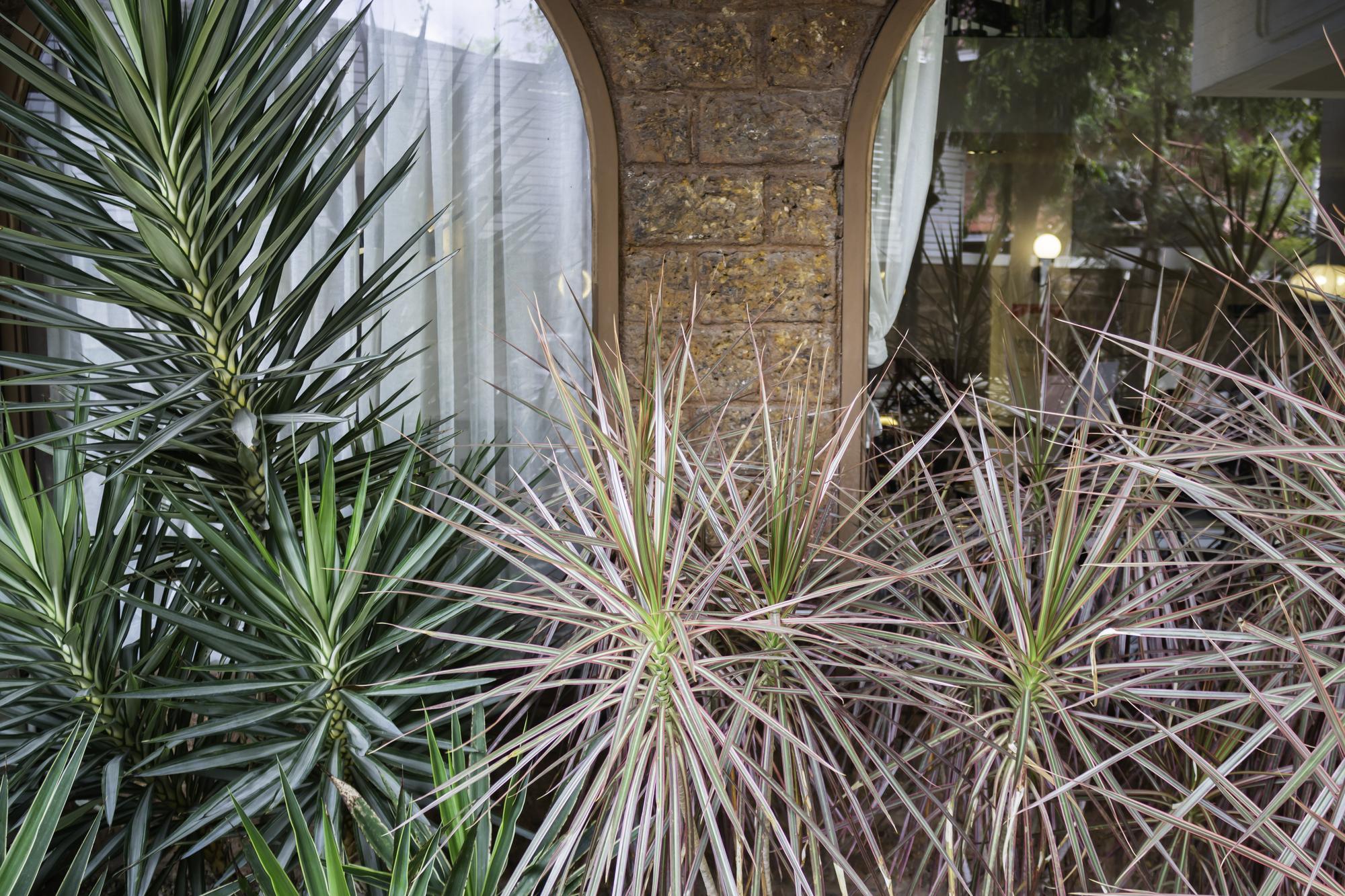 Bien choisir son yucca d’extérieur et son emplacement