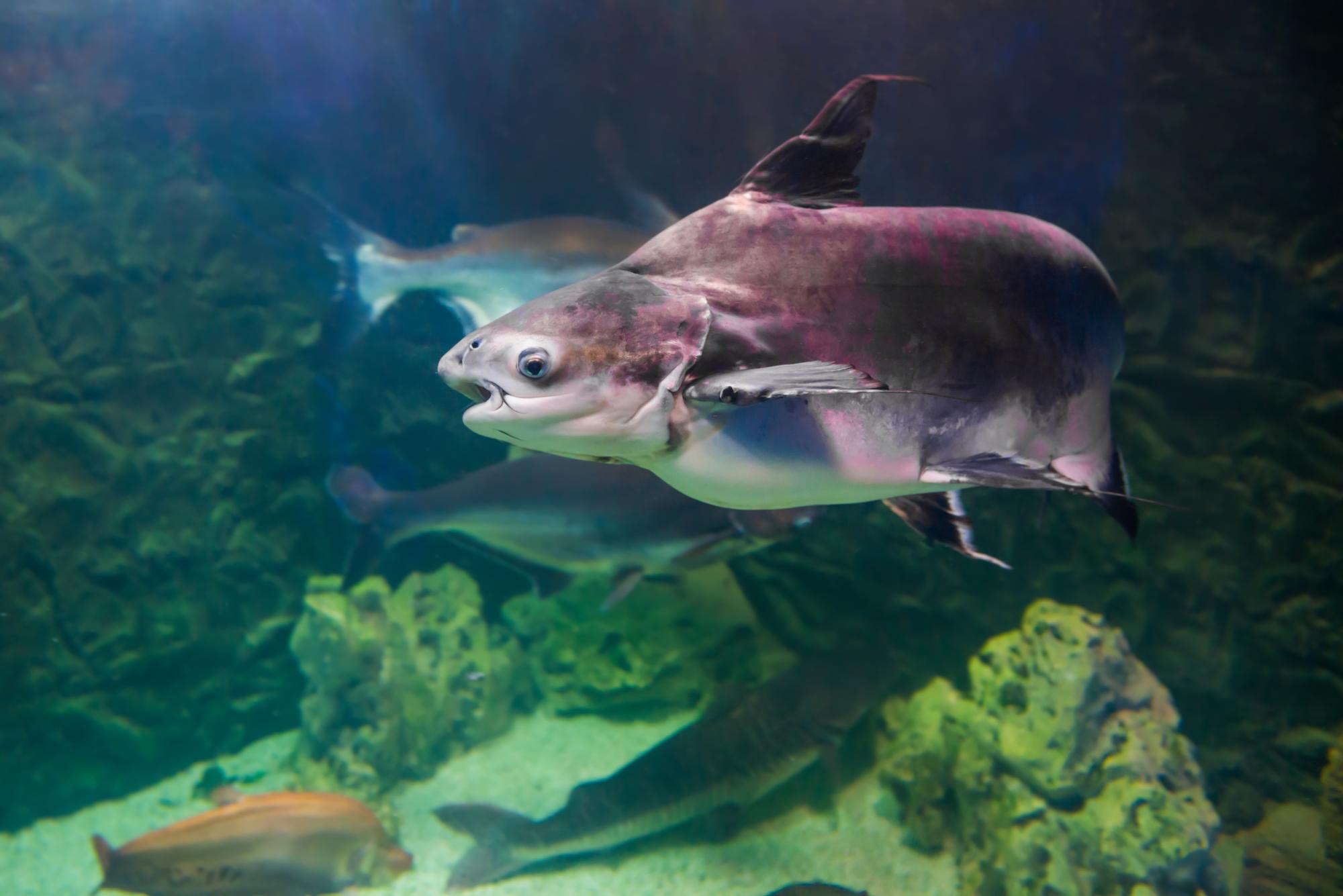 Le panga, c’est quel poisson exactement ?