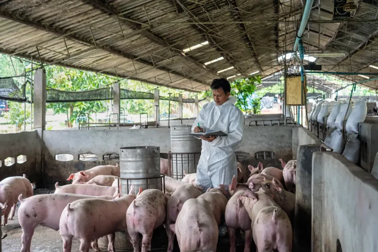 Comprendre l’élevage de porc en Chine et ses impacts
