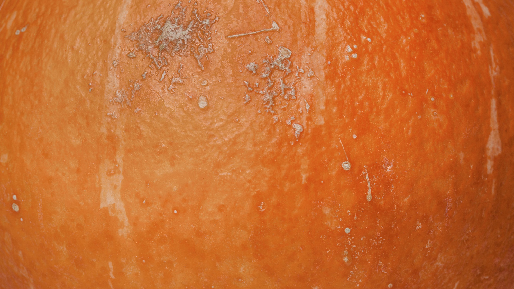 Peau du potimarron : pourquoi elle se mange sans souci