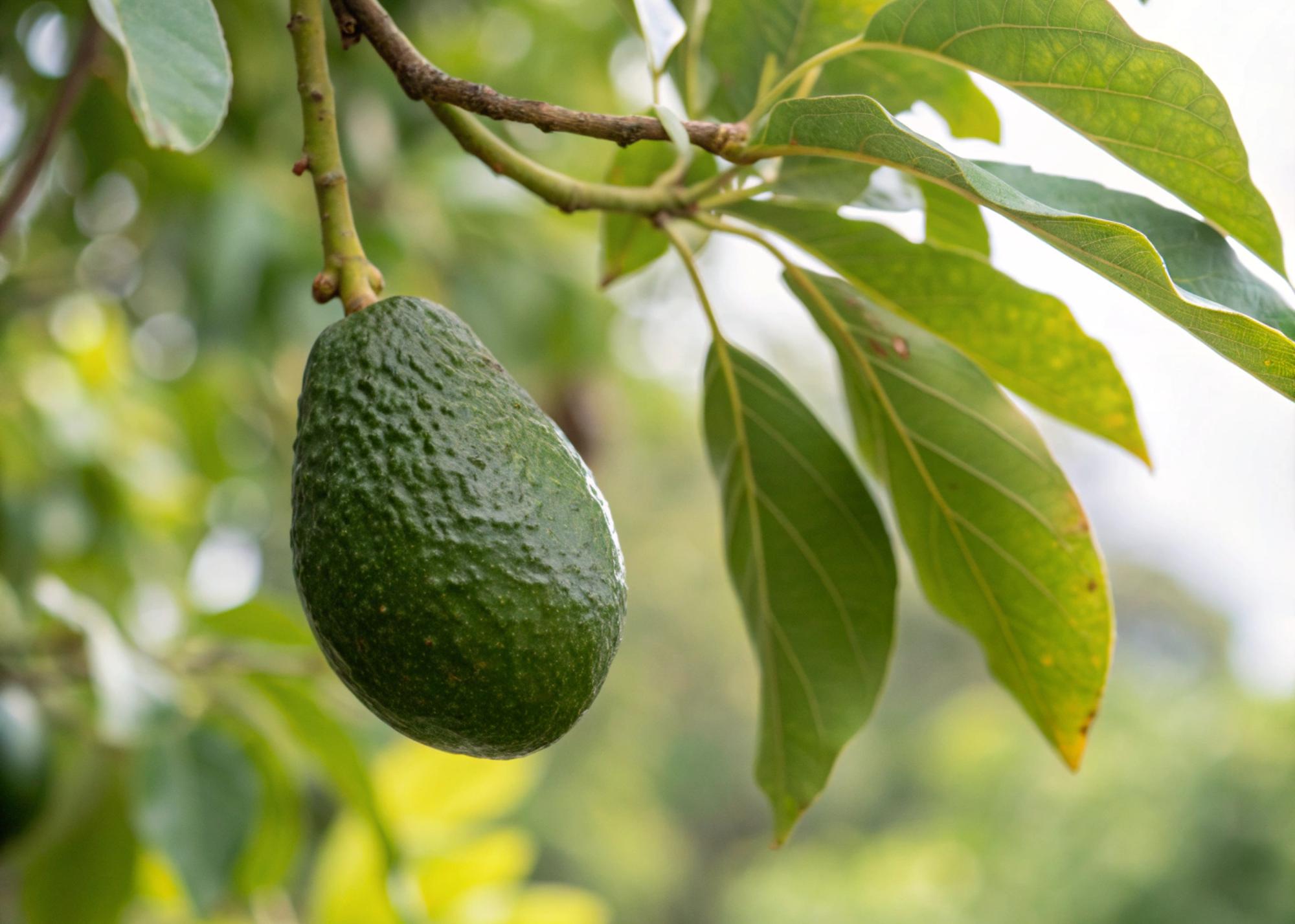 Comprendre comment mûrit un avocat