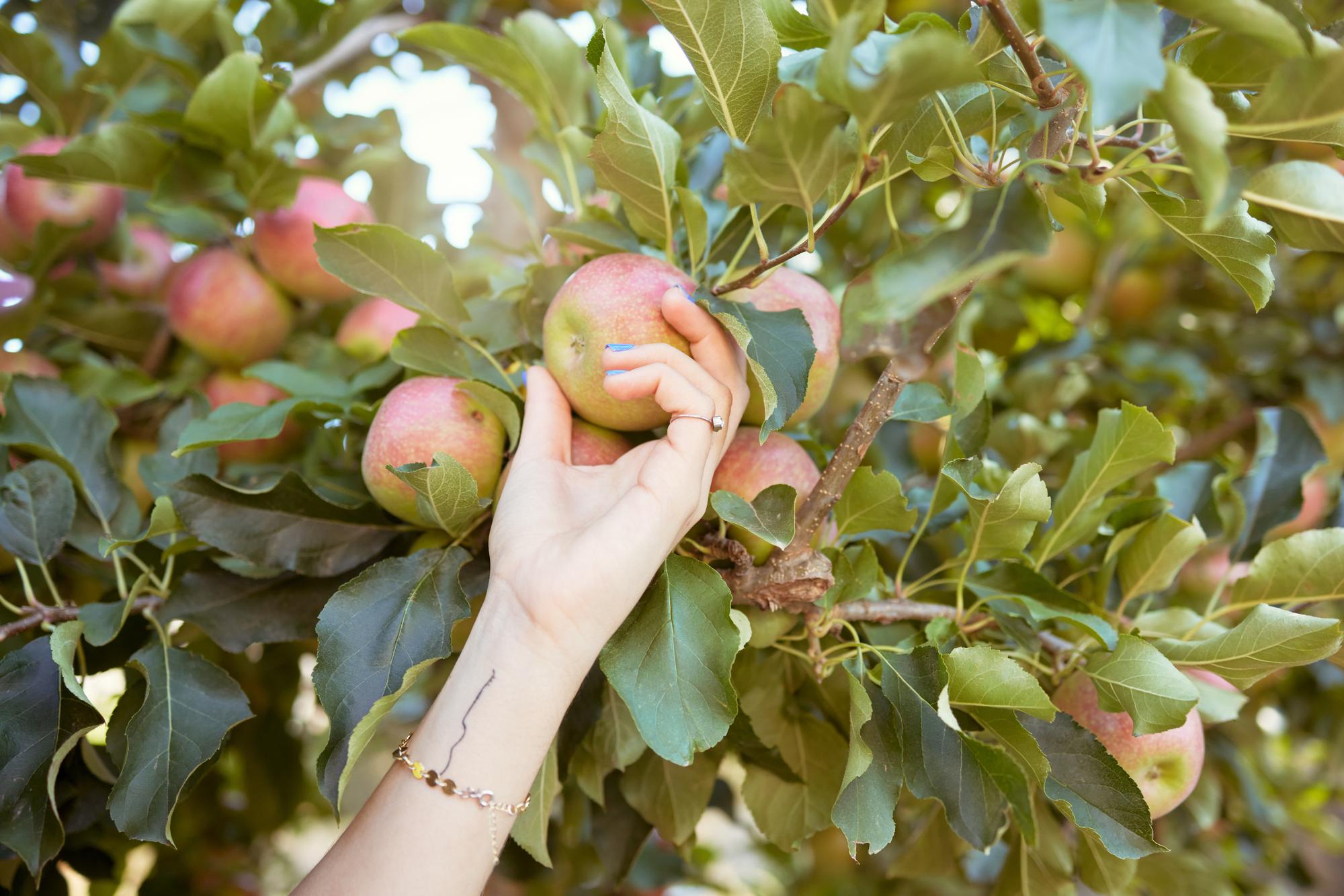 Récolter et consommer les fruits du cognassier du Japon de façon durable