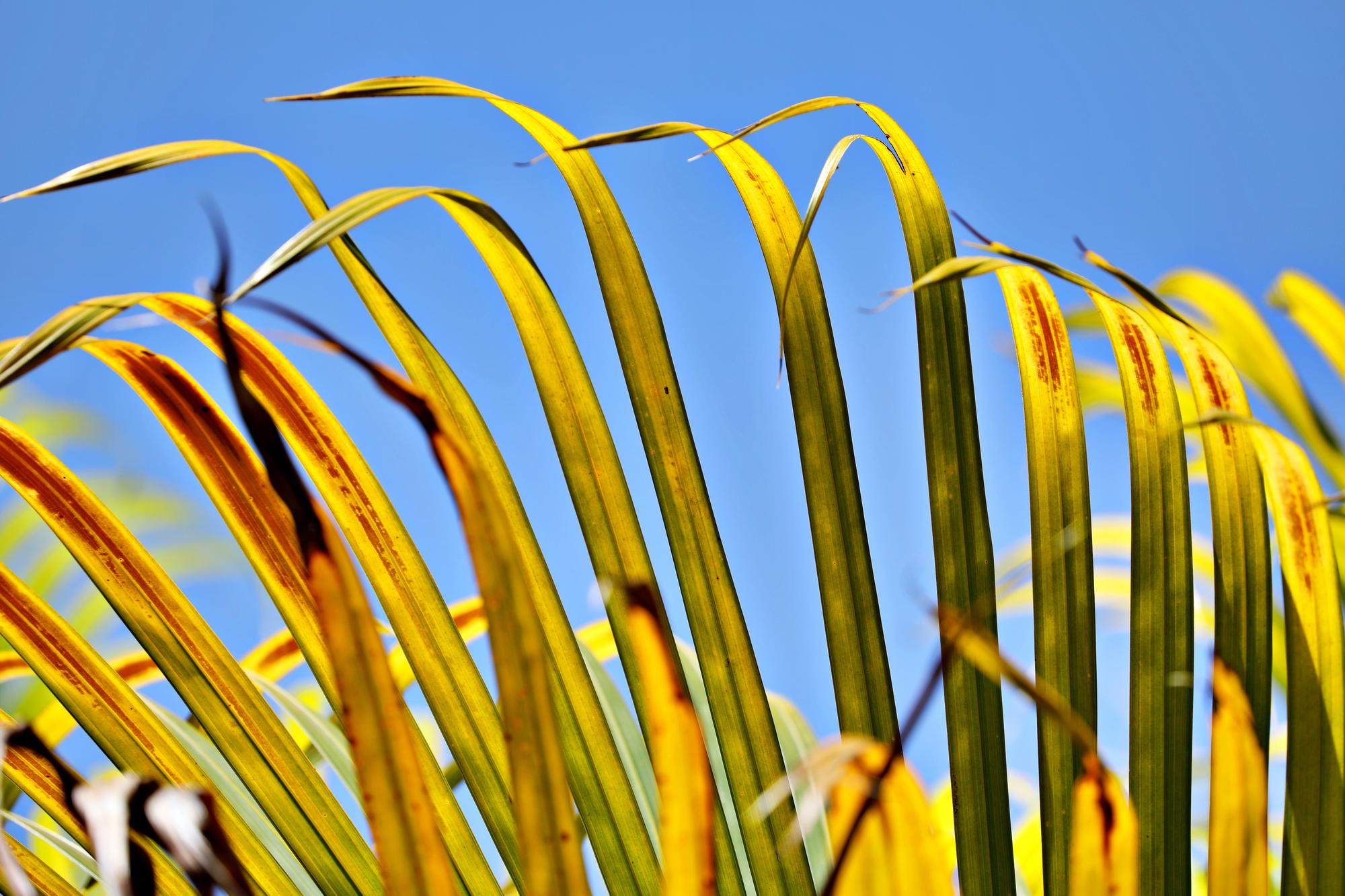 Feuilles qui jaunissent ou tombent : que veut vous dire votre yucca ?