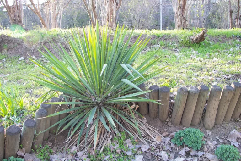 Réussir l’entretien d’un yucca extérieur durablement