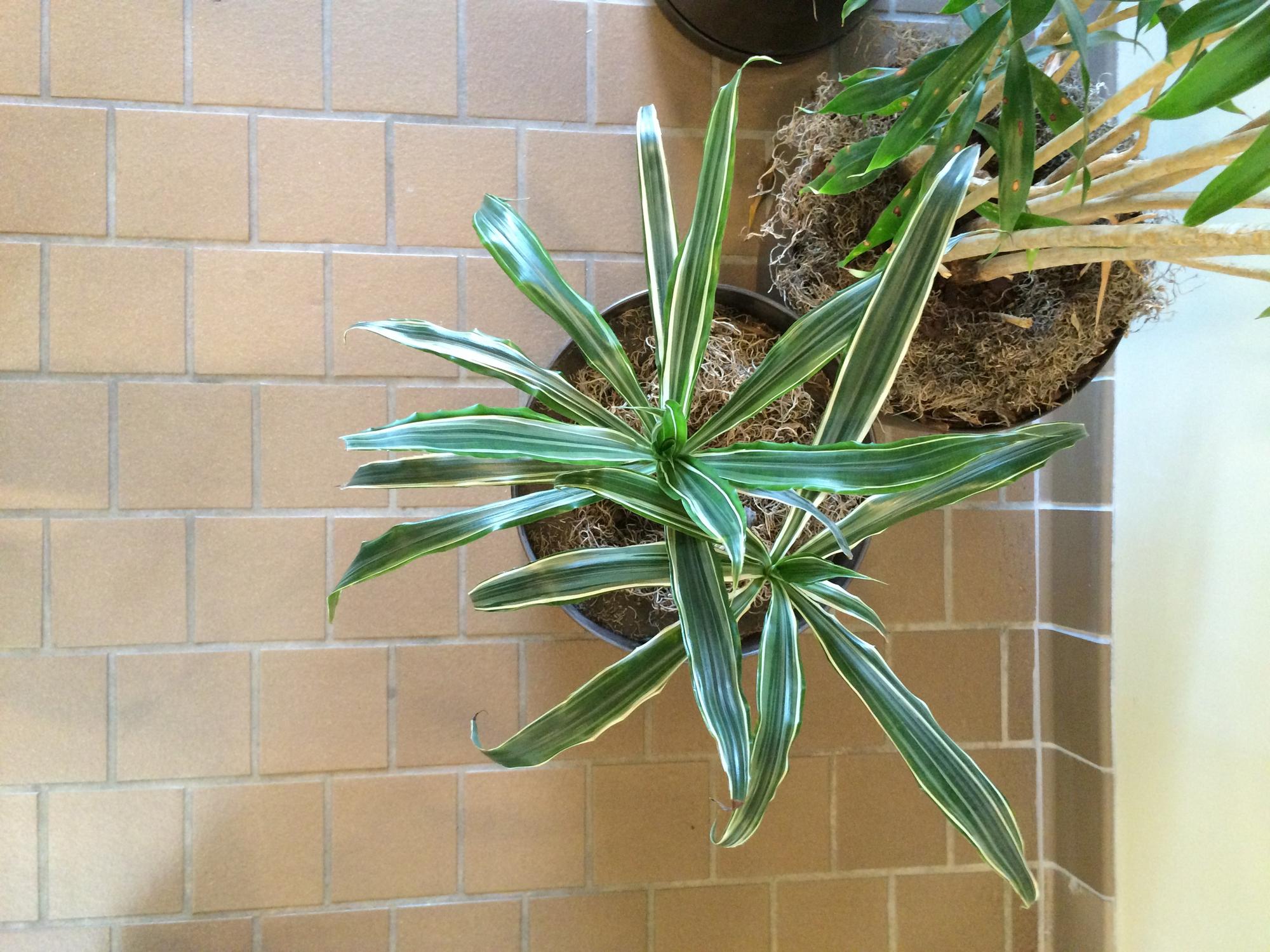 FAQ : vos questions fréquentes sur l’entretien du yucca extérieur